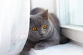 The cat is sitting on the windowsill. Gray british cat and orange eyes. Beautiful domestic cat Royalty Free Stock Photo