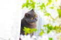 The cat is sitting on the windowsill. Gray british cat and orange eyes. Beautiful domestic cat Royalty Free Stock Photo