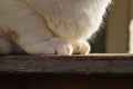 Cat sitting on the wood fence. Cat paws closeup.