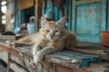 A cat is sitting on a wooden bench Royalty Free Stock Photo