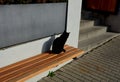 the cat is sitting on a wooden bench and basking. she is mistrustful Royalty Free Stock Photo