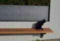 the cat is sitting on a wooden bench and basking. she is mistrustful Royalty Free Stock Photo