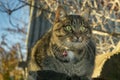 Cat sitting on wooden boards in the autumn