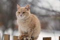 Cat sitting on a wooden fence