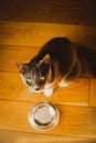 A cat sitting on a wooden floor next to an empty bowl and looking up. Companionship and the importance of fulfilling basic needs