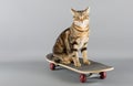 Cat on a skateboard