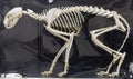 Cat Skeleton Anatomical Display