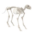 Cat skeleton