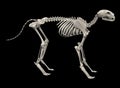 Cat skeleton