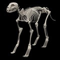 Cat skeleton