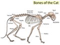 Cat skeleton veterinary raster, cat osteology, bones