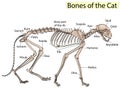 Cat skeleton veterinary vector, cat osteology, bones