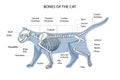 Cat skeleton veterinary vector illustration, cat osteology, bones