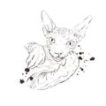 Cat breed Sphynx face sketch illustration
