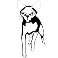 Cat sketch on a white background. Sphynx silhouette vector