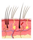 Cat skin structure