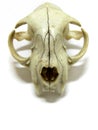 Cat skull