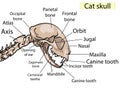 Cat skull anatomy. The side view shows the main parts that made. For basic medical education Also for clinics