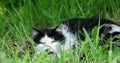 The cat with slanted eyes was lurking among the grass. Royalty Free Stock Photo