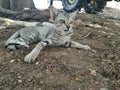 Indian cat to sleap