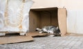 Cat sleaping in a cardboard box