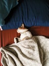 cat sleep at the bed Royalty Free Stock Photo
