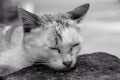The cat sleep, black & white Royalty Free Stock Photo