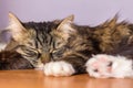 Cat sleep calm and relax on a computer desk in. Concept national napping day.