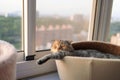 Cat sleep calm and relax on the window sill