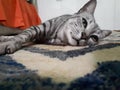 Cat sleep on the carpet Royalty Free Stock Photo