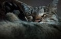 Cat, sleep cat, animal, beautiful cat, sweet Dreams