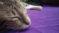 Cat Sleep Face Closesly with purple background