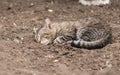 Cat sleep on the ground