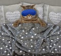 Cat with a sleep mask in the bed Royalty Free Stock Photo