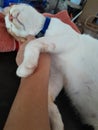Cat sleep peacefully on momy hand