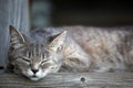 Cat sleep wooden desk background
