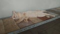 Cat sleepin on shoes desk cute brown cat mixed colour sleep sleepy after pray angora persians bigcat strongcat smallcat bigsize