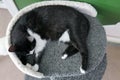 cat sleeping on the cat activity center or on the tower Royalty Free Stock Photo