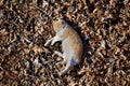 cat sleeping on autumn leaves