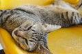 cat sleeping Royalty Free Stock Photo