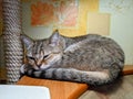 The cat is sleeping and basking in a cozy place on the sofa against the background of yellow wallpaper on the wall.