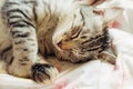 American shot hair cat sleeping on cat bed with warm sunlight in the morning at summer time.