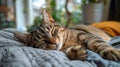 Cat Sleeping on Bed With Eyes Closed Royalty Free Stock Photo