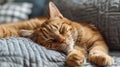 A cat sleeping on a bed with its eyes closed, AI Royalty Free Stock Photo