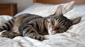 A cat sleeping on a bed with its eyes closed, AI Royalty Free Stock Photo