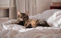 Cat sleeping on bed with nice sunlight Royalty Free Stock Photo