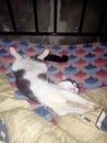 Cat sleeping in bedroom very slowly