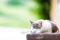 Cat Sleeping on Bench With Copy Space Royalty Free Stock Photo