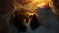 Cat sleeping Black kitten is sleeping with white cat mom Mom and animal baby. Motherhood Cats. Cat inside, Home, House. Birth of