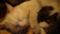 Cat sleeping Black kitten is sleeping with white cat mom Mom and animal baby. Motherhood Cats. Cat inside, Home, House. Birth of